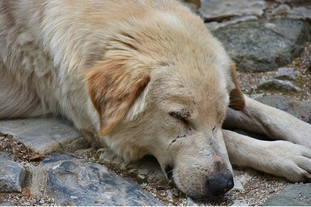 Petīcijas attēls:Bulgarien: Ausreise von Tierschutztieren