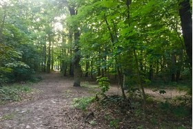 Bild der Petition: Babelsberger Wald muss bleiben - keine Abholzung in der Rudolf-Breitscheid-Strasse
