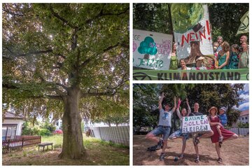 Bild der Petition Bäume am PvH schützen!