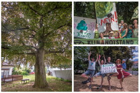 Bild der Petition: Bäume am PVH sollen bleiben. Sie schützen uns, warum schützen wir sie nicht?