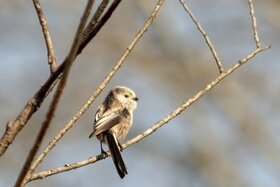 Դիմումի պատկերը՝ Bäume retten im Innenhof Wartiner Str./Biesenbrower Str. in Berlin