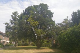 Foto della petizione:Bäumen in Wohngebieten droht der Kahlschlag