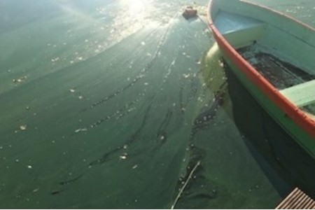 Bilde av begjæringen:Barleber See in großer Gefahr