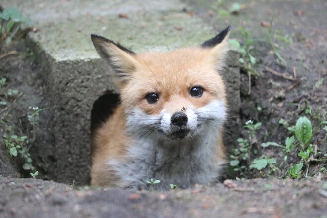 Baujagd in Niedersachsen komplett verbieten խնդրագրի պատկերը