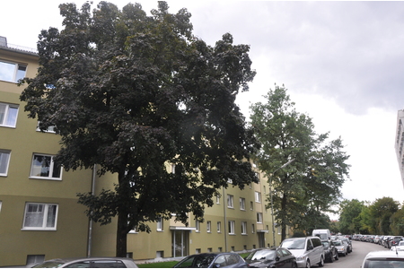 Billede af andragendet:Baum in der Otkerstraße erhalten - Aufzug statt Rampe bauen