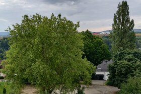 Bild der Petition: Baumbestand Neckarhausen