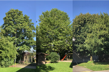 Immagine della petizione Baumrettung Wetzikon