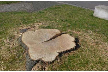 Bild der Petition: Baumschutzgesetz verabschieden - Kommunalen Baum- und Gehölzschutz in Sachsen wieder ermöglichen