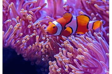 Image of the petition BAUSTOPP Aquarium Wien
