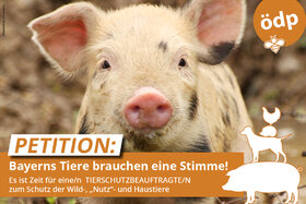 Снимка на петицията:Bayerns Tiere brauchen eine Stimme!