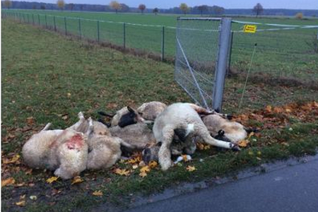 Изображение петиции:Begrenzung der Wolfspopulation