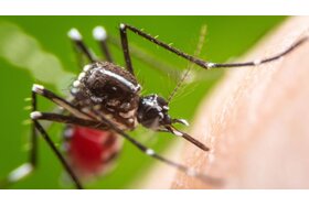 Bild der Petition: Bekämpft die Mückenplage in Berg!