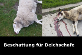 Imagen de la petición:Beschattung für Deichschafe und Weidetiere