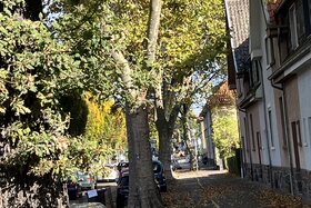 Kép a petícióról:Bewahrt 26 gesunde, große Bäume in Duisburg Wedau vor der Baumfällung! Fällung in Kürze geplant!!