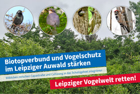 Bild der Petition: Biotopverbund und Vogelschutz im Leipziger Auwald stärken – Wäldchen an der Capastraße schützen!