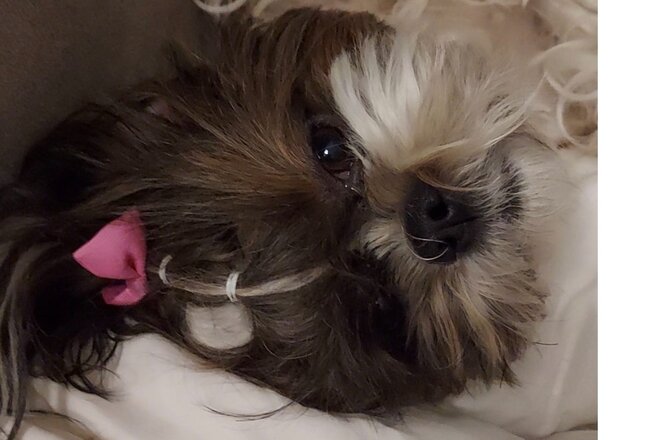 Изображение петиции Bleiberecht bei kranken Haustieren - Weil auch Tiere Familie sind!