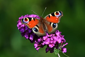 Bild der Petition: Blumenwiesen in Hamburg für Insekten!