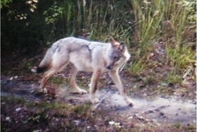 Bild der Petition: Keine Treibjagd auf Wölfe Brandenburg