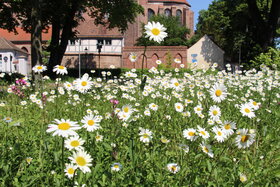 Billede af andragendet:"Brandenburg summt": Wildblumenwiesen erhalten, Bienen schützen!