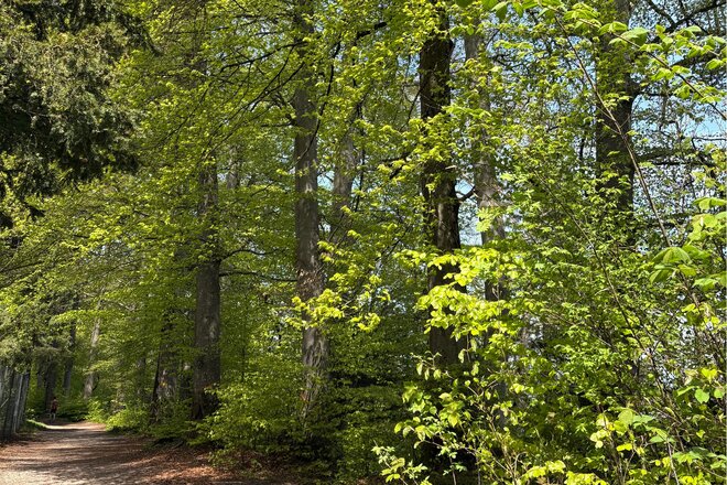 Image of the petition Buchen auf dem Uetliberg leben lassen