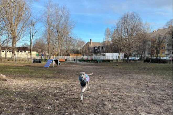 Зображення петиції Budaörs Lévai utcai kutyafuttatóba szeretnénk közvilágítást