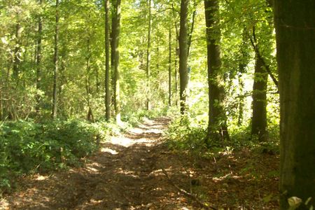 Bild der Petition: Bürger für den Erhalt von 450 Bäumen im Landschaftsschutzgebiet des Aaper Waldes