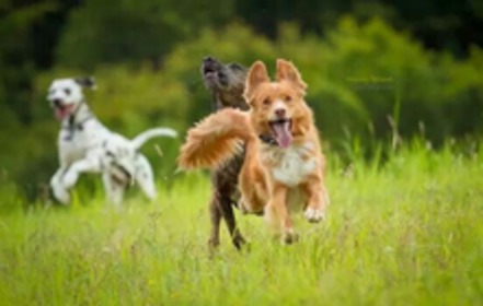 Bild der Petition: Bürgerinitiative für "Hundewiese Kraichgau"