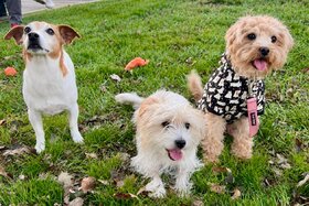 Image of the petition: Build a Dog Park in Cold Spring- Petition for CS Residents ONLY