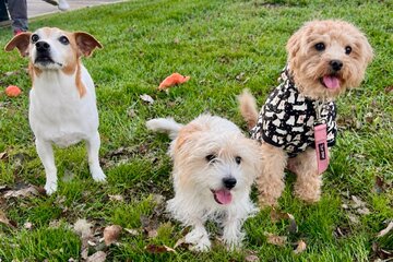 Image of the petition Build a Dog Park in Cold Spring- Petition for CS Residents ONLY