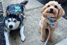 Image of the petition: Build a Dog Park in Cold Spring