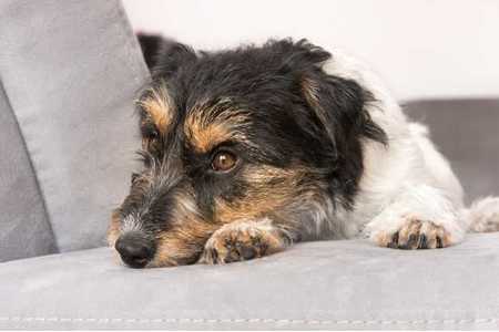 Bild der Petition: Bundessozialgericht: kein Hund bei Hartz IV