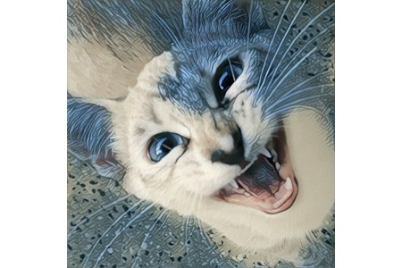 Foto e peticionit:Bundesweites Abgabeverbot von Kitten vor Ende der 12. Lebenswoche