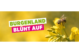 Изображение петиции:Burgenland Blüht Auf