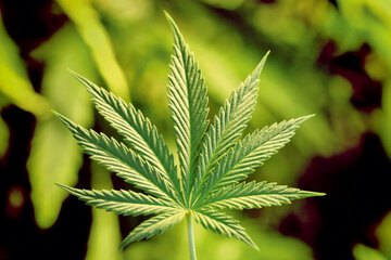 Bild der Petition Cannabis Entkriminalisierung
