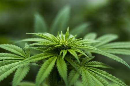 Bild der Petition: Cannabis ist ein Menschenrecht