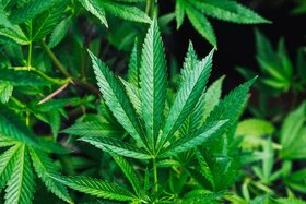 Bild der Petition: Cannabis Legalisierung über eine Bundesweite Volksabstimmung