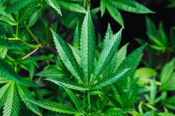 Bild der Petition Cannabis Legalisierung über eine Bundesweite Volksabstimmung