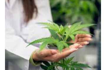 Bild der Petition Cannabisverkauf durch Apotheken