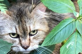 Bild der Petition: Chip- und Kastrationspflicht für Katzen im Bundesland Brandenburg