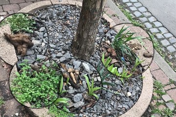 Imagem da petição Clean and beautiful Karben again