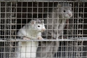 Bild der Petition: Close Denmarks Mink Farms forever