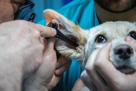 Image of the petition: Covid Impfung Für Die Gesamte Tierärzteschaft