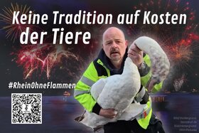 Bild der Petition: Das Großfeuerwerk in der Bonner Rheinaue muss ein Ende haben!