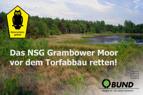 Малюнок петиції:Das Naturschutzgebiet Grambower Moor vor dem Torfabbau retten!