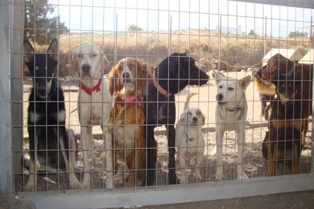 Foto della petizione:Animal Shelter in Danger at the Island of Santorin