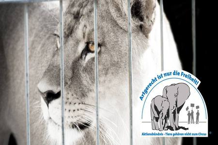 Bild der Petition: Das Verbot Von Tieren Im Zirkus Ist Lange Überfällig ! Handeln Sie Jetzt !