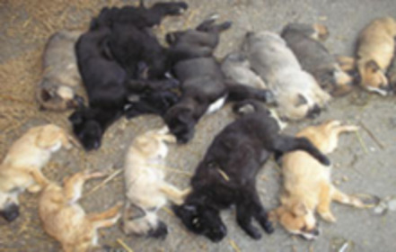 Kuva vetoomuksesta:Dear Mr.President Iohannis! Die Strassenhunde dürfen nicht getötet werden!! Don't kill the strays!!