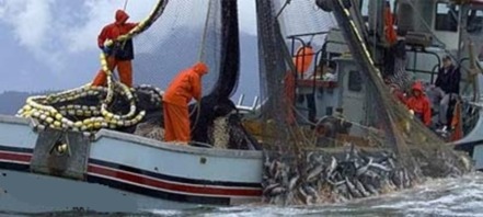 Bild der Petition: Deklaration von Herkunft und Fangmethode beim Fischverkauf