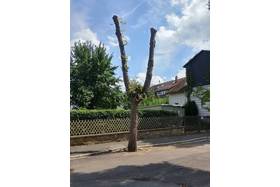 Снимка на петицията:Der Baumfrevel in der Richard Wagner Strasse muß aufhören