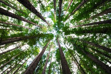 Imagen de la petición Der Klimawandel trifft auch Stahnsdorf-lasst uns daher das Grüne Stahnsdorf schützen und bewahren